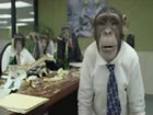 Vido dlire : Des singes au boulot !