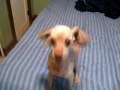 Vido dlire : Un caniche dgnr